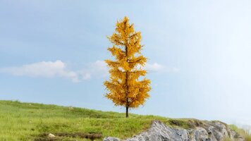 Lärche, herbstlich
